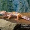 Leopardgecko, Eublepharis Macularius, TREMPER ALBINO JUNGLE MACK SNOW -Heimtierbedarf Leopardgecko Eublepharis macularius Tremper Albino Jungle Mack Snow
