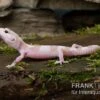Leopardgecko, Eublepharis Macularius, TREMPER ALBINO MACK SNOW 1 Leopardgecko, Eublepharis Macularius, TREMPER ALBINO MACK SNOW -Heimtierbedarf Leopardgecko Eublepharis macularius Tremper Albino Mack Snow 10