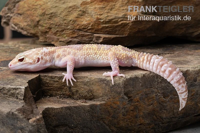 Leopardgecko, Eublepharis Macularius, TREMPER ALBINO MACK SNOW ECLIPSE 6 Leopardgecko, Eublepharis Macularius, TREMPER ALBINO MACK SNOW ECLIPSE – Bild 4