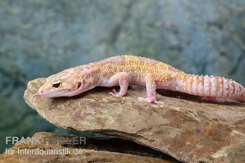Leopardgecko, Eublepharis Macularius, TREMPER ALBINO MACK SNOW ECLIPSE 7 Leopardgecko, Eublepharis Macularius, TREMPER ALBINO MACK SNOW ECLIPSE – Bild 5