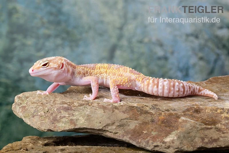 Leopardgecko, Eublepharis Macularius, TREMPER ALBINO MACK SNOW ECLIPSE 8 Leopardgecko, Eublepharis Macularius, TREMPER ALBINO MACK SNOW ECLIPSE – Bild 6