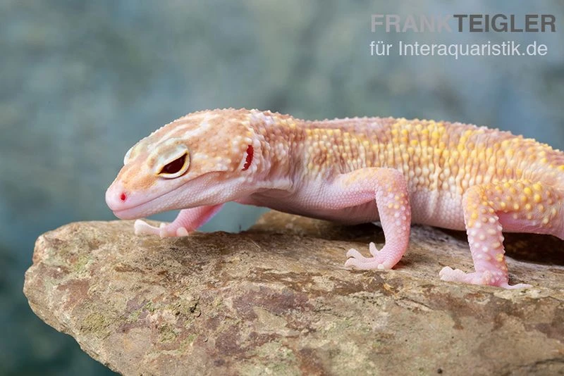 Leopardgecko, Eublepharis Macularius, TREMPER ALBINO MACK SNOW ECLIPSE 9 Leopardgecko, Eublepharis Macularius, TREMPER ALBINO MACK SNOW ECLIPSE – Bild 7
