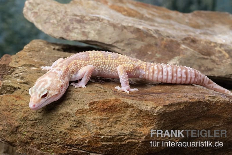 Leopardgecko, Eublepharis Macularius, TREMPER ALBINO MACK SNOW ECLIPSE 4 Leopardgecko, Eublepharis Macularius, TREMPER ALBINO MACK SNOW ECLIPSE – Bild 2