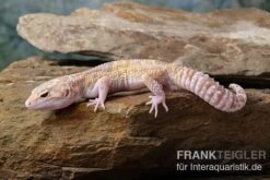 Leopardgecko, Eublepharis Macularius, TREMPER ALBINO MACK SNOW ECLIPSE 11 Leopardgecko, Eublepharis Macularius, TREMPER ALBINO MACK SNOW ECLIPSE -Heimtierbedarf Leopardgecko Eublepharis macularius Tremper Albino Mack Snow Eclipse 8