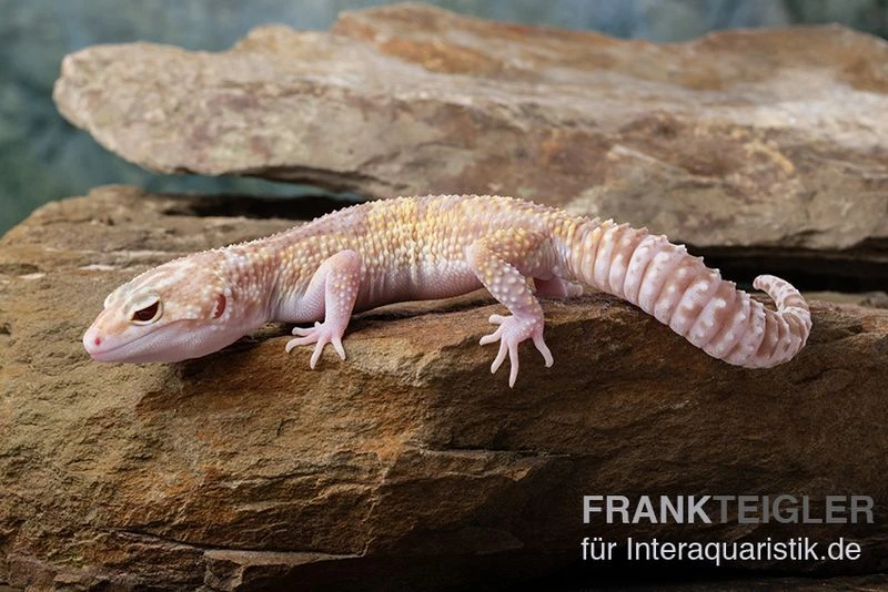 Leopardgecko, Eublepharis Macularius, TREMPER ALBINO MACK SNOW ECLIPSE 5 Leopardgecko, Eublepharis Macularius, TREMPER ALBINO MACK SNOW ECLIPSE – Bild 3