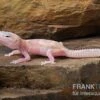 Leopardgecko, Eublepharis Macularius, TREMPER ALBINO MACK SNOW RAPTOR -Heimtierbedarf Leopardgecko Eublepharis macularius Tremper Albino Mack Snow Raptor 12