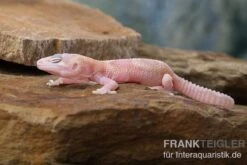 Leopardgecko, Eublepharis Macularius, TREMPER ALBINO MACK SNOW RAPTOR -Heimtierbedarf Leopardgecko Eublepharis macularius Tremper Albino Mack Snow Raptor 2