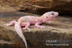 Leopardgecko, Eublepharis Macularius, TREMPER ALBINO MACK SNOW RAPTOR -Heimtierbedarf Leopardgecko Eublepharis macularius Tremper Albino Mack Snow Raptor 3