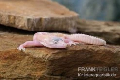 Leopardgecko, Eublepharis Macularius, TREMPER ALBINO MACK SNOW RAPTOR -Heimtierbedarf Leopardgecko Eublepharis macularius Tremper Albino Mack Snow Raptor 5