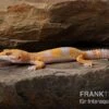 Leopardgecko, Eublepharis Macularius, TREMPER ALBINO TANGERINE -Heimtierbedarf Leopardgecko Eublepharis macularius Tremper Albino Tangerine 1