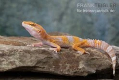 Leopardgecko, Eublepharis Macularius, TREMPER ALBINO TANGERINE -Heimtierbedarf Leopardgecko Eublepharis macularius Tremper Albino Tangerine 11