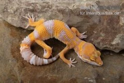 Leopardgecko, Eublepharis Macularius, TREMPER ALBINO TANGERINE -Heimtierbedarf Leopardgecko Eublepharis macularius Tremper Albino Tangerine 4
