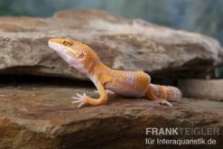 Leopardgecko, Eublepharis Macularius, TREMPER ALBINO TANGERINE -Heimtierbedarf Leopardgecko Eublepharis macularius Tremper Albino Tangerine 6