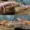 Leopardgecko Farbmix, Eublepharis Macularius 1 Leopardgecko Farbmix, Eublepharis Macularius -Heimtierbedarf Leopardgecko Mix