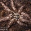 Leopardvogelspinne, Stromatopelma Calceatum XL -Heimtierbedarf Leopardvogelspinne Stromatopelma calceatum