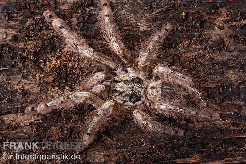 Leopardvogelspinne, Stromatopelma Calceatum XL 3 Leopardvogelspinne, Stromatopelma Calceatum XL