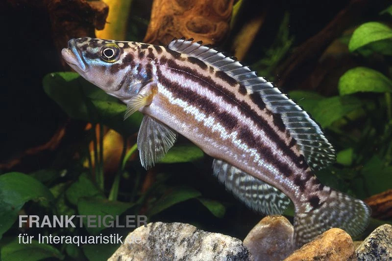 Vierstreifen-Lamprologus, Lepidiolamprologus Nkambae 3 Vierstreifen-Lamprologus, Lepidiolamprologus Nkambae