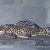 Leopard-Rüsselzahnwelse, Leporacanthicus Heterodon, L172B -Heimtierbedarf Leporacanthicus heterodon