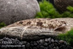 Leucorhynchos-Plattfisch, Süßwasserflunder, Achiroides Leucorhynchos -Heimtierbedarf Leucorhynchos Plattfisch Achiroides leucorhynchos 2