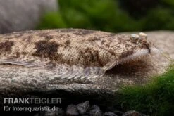 Leucorhynchos-Plattfisch, Süßwasserflunder, Achiroides Leucorhynchos -Heimtierbedarf Leucorhynchos Plattfisch Suesswasserflunder Achiroides leucorhynchos 1 2