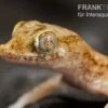Lichtensteins Dünnfingergecko, Stenodactylus Sthenodactylus -Heimtierbedarf Lichtensteins Duennfingergecko Stenodactylus sthenodactylus 1