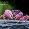 Lila Spider Crab, Neosarmatium Sp. Purple -Heimtierbedarf Lila Spider Crab Neosarmatium sp Purple 4