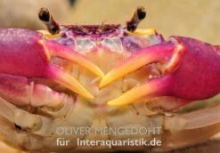 Lila Süßwasserkrabbe, Globithelphusa "indian Lilac" -Heimtierbedarf Lila Suesswasserkrabbe Globithelphusa indian lilac 1