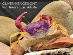 Lila Süßwasserkrabbe, Globithelphusa "indian Lilac" -Heimtierbedarf Lila Suesswasserkrabbe Globithelphusa indian lilac 3