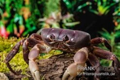 Lila Weihnachtsinselkrabbe, Gecarcoidea Humei, Klein 12 Lila Weihnachtsinselkrabbe, Gecarcoidea Humei, Klein -Heimtierbedarf Lila Weihnachtsinselkrabbe Gecarcoidea humei 1