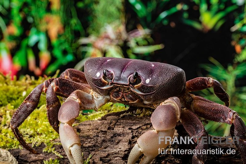 Lila Weihnachtsinselkrabbe, Gecarcoidea Humei, Klein 7 Lila Weihnachtsinselkrabbe, Gecarcoidea Humei, Klein – Bild 5