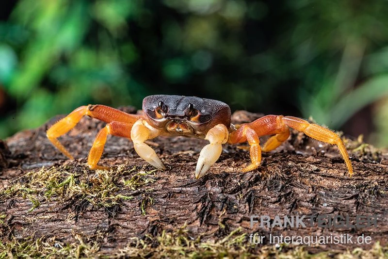 Lila Weihnachtsinselkrabbe, Gecarcoidea Humei, Klein 4 Lila Weihnachtsinselkrabbe, Gecarcoidea Humei, Klein – Bild 2