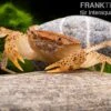 Linsenkrabbe, Parathelphusa Cf. Convexa -Heimtierbedarf Linsenkrabbe Parathelphusa cf convexa 1