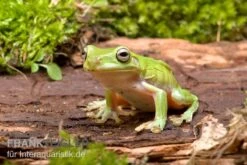 Korallenfinger-Laubfrosch, Litoria Caerulea