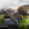 Maulbrütender Harnischwels, Loricaria Simillima -Heimtierbedarf Loricaria simillima Maulbruetender Harnischwels 1
