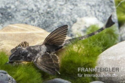 Maulbrütender Harnischwels, Loricaria Simillima 5 Maulbrütender Harnischwels, Loricaria Simillima -Heimtierbedarf Loricaria simillima Maulbruetender Harnischwels 2