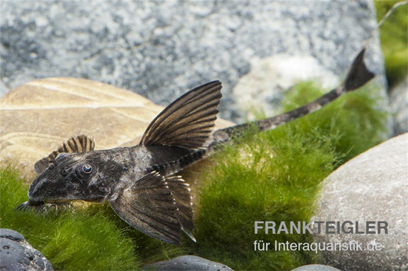 Maulbrütender Harnischwels, Loricaria Simillima 4 Maulbrütender Harnischwels, Loricaria Simillima – Bild 2