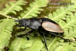 Ludekingi-Hirschkäfer, Odontolabis Ludekingi -Heimtierbedarf Ludekingi Hirschkaefer Odontolabis ludekingi 2