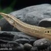 Pfauen-Stachelaal, Macrognathus Siamensis -Heimtierbedarf Macrognathus siamensis 9