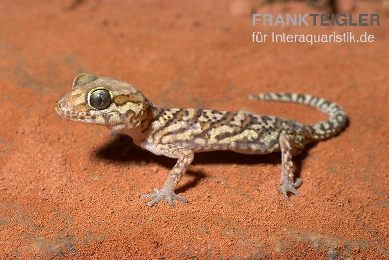 Madagaskar Großkopfgecko, Paroedura Picta 3 Madagaskar Großkopfgecko, Paroedura Picta