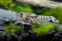 Maikäferkrebs, Procambarus Spiculifer -Heimtierbedarf Maikaeferkrebs Procambarus spiculifer 1