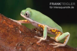 Makifrosch, Phyllomedusa Hypochondrialis -Heimtierbedarf Makifrosch Phyllomedusa hypochondrialis 2