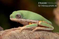 Makifrosch, Phyllomedusa Hypochondrialis -Heimtierbedarf Makifrosch Phyllomedusa hypochondrialis 3