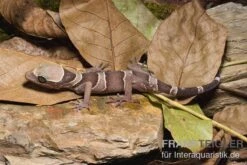 Malayischer Bogenfingergecko, Cyrtodactylus Pulchellus -Heimtierbedarf Malayischer Bogenfingergecko Cyrtodactylus pulchellus 1