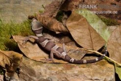 Malayischer Bogenfingergecko, Cyrtodactylus Pulchellus -Heimtierbedarf Malayischer Bogenfingergecko Cyrtodactylus pulchellus 2