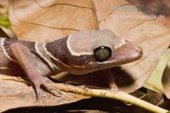 Malayischer Bogenfingergecko, Cyrtodactylus Pulchellus -Heimtierbedarf Malayischer Bogenfingergecko Cyrtodactylus pulchellus 3