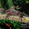 Malayischer Bogenfingergecko, Cyrtodactylus Pulchellus -Heimtierbedarf Malayischer Bogenfingergecko Cyrtodactylus pulchellus neu 1
