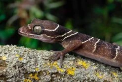 Malayischer Bogenfingergecko, Cyrtodactylus Pulchellus -Heimtierbedarf Malayischer Bogenfingergecko Cyrtodactylus pulchellus neu 2