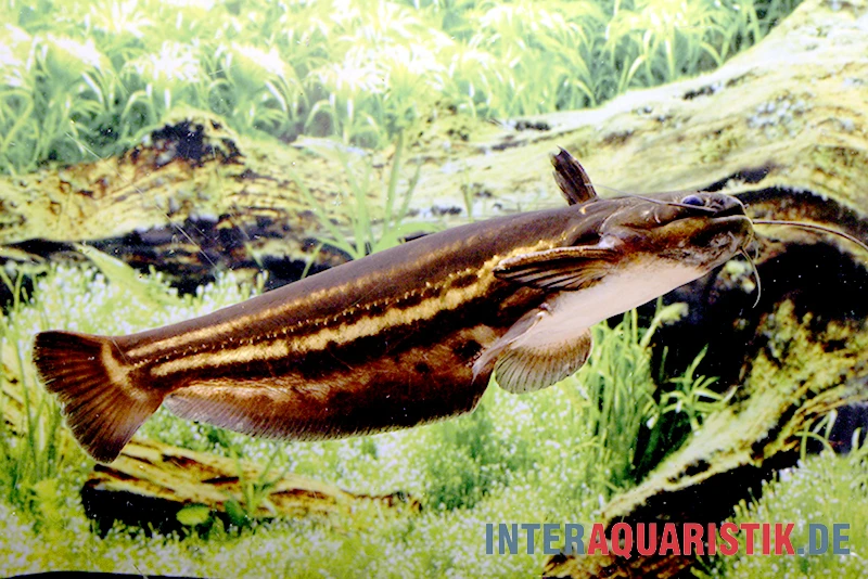 Mandube-Wels, Trachelyopterichthys Taeniatus 3 Mandube-Wels, Trachelyopterichthys Taeniatus