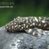 Marmor-Ancistrus, Ancistrus Claro, LDA 8, DNZ -Heimtierbedarf Marmor Ancistrus LDA 08 Ancistrus claro 1