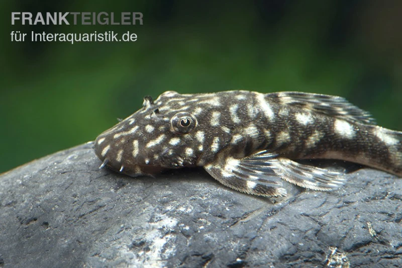 Marmor-Ancistrus, Ancistrus Claro, LDA 8, DNZ 3 Marmor-Ancistrus, Ancistrus Claro, LDA 8, DNZ